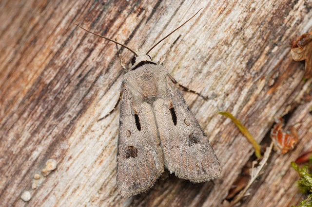 Agrotis exclamationis - felkiáltójeles földibagoly Agrotis exclamationis - felkiáltójeles földibagoly