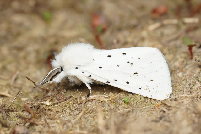 Spilosoma lubricipedum - tejszínű medvelepke