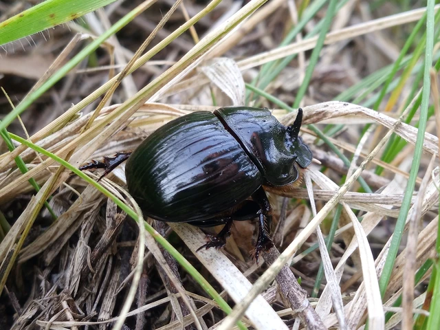 Copris lunaris - közönséges holdszarvú-ganéjtúró