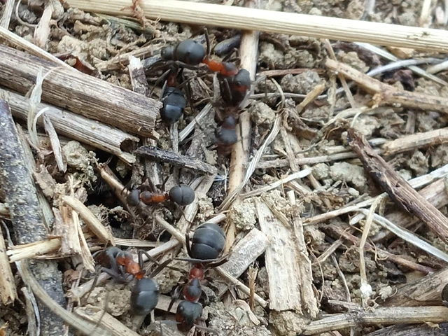 Formica pratensis - réti vöröshangya