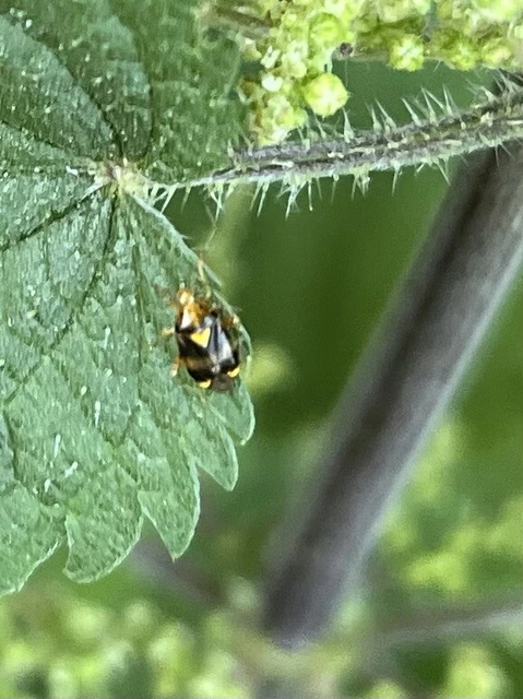 Liocoris tripustulatus - hárompettyes mezeipoloska