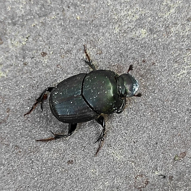 Onthophagus illyricus - tülkös trágyatúró