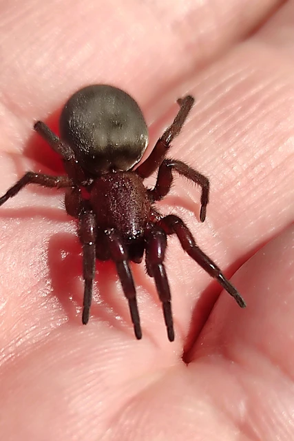 Scotophaeus