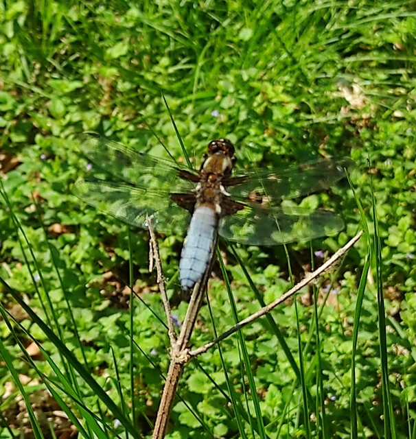Libellula depressa - széles laposacsa