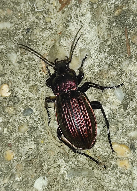 Carabus ulrichii - rezes futrinka Carabus ulrichii - rezes futrinka
