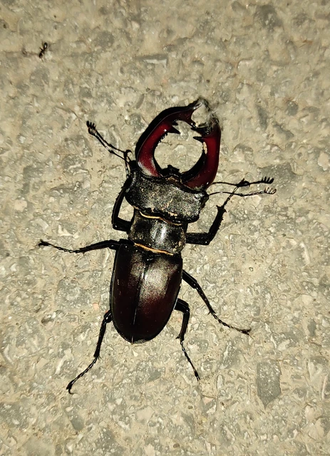 Lucanus cervus - nagy szarvasbogár
