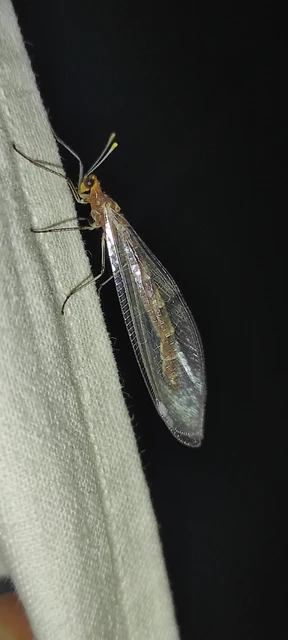 Megistopus flavicornis - kétfoltos hangyaleső