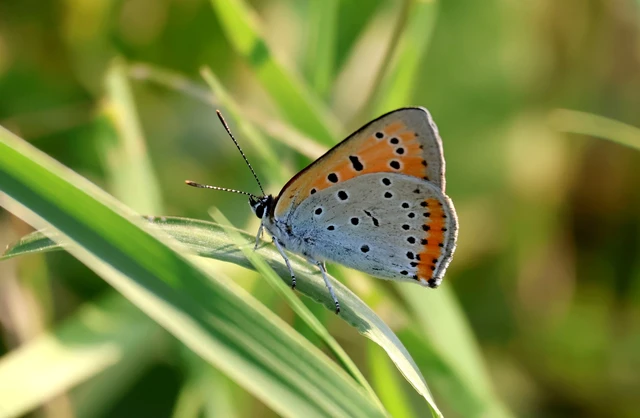 Lycaena dispar rutilus - nagy tűzlepke