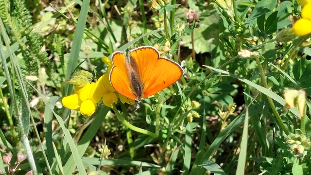 Lycaena dispar rutilus - nagy tűzlepke