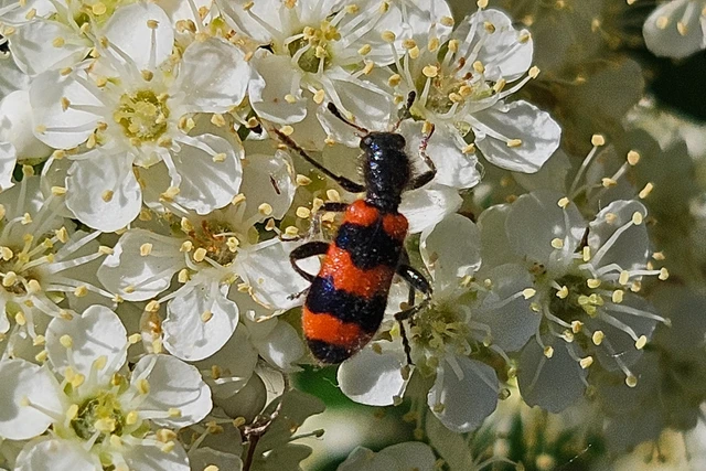 Trichodes apiarius - szalagos méhészbogár