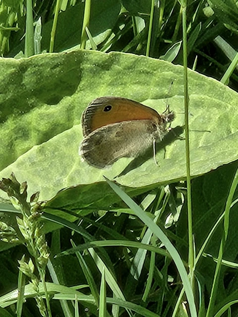 Coenonympha pamphilus - kis szénalepke