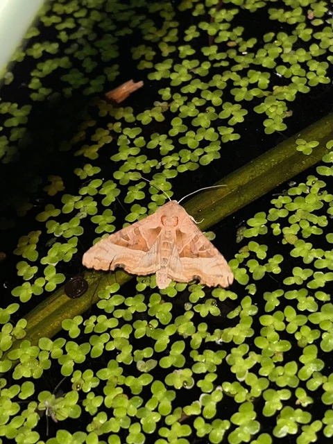 Phlogophora meticulosa - vándorló csipkésbagoly