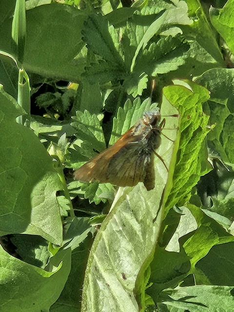 Ochlodes sylvanus - erdei busalepke