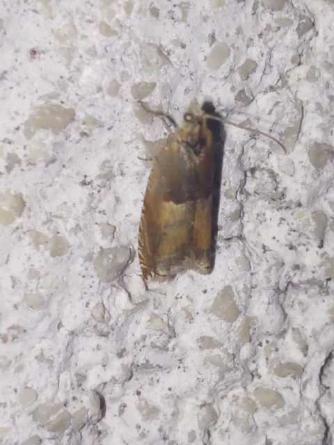 Ancylis mitterbacheriana - tölgysodró horgasmoly