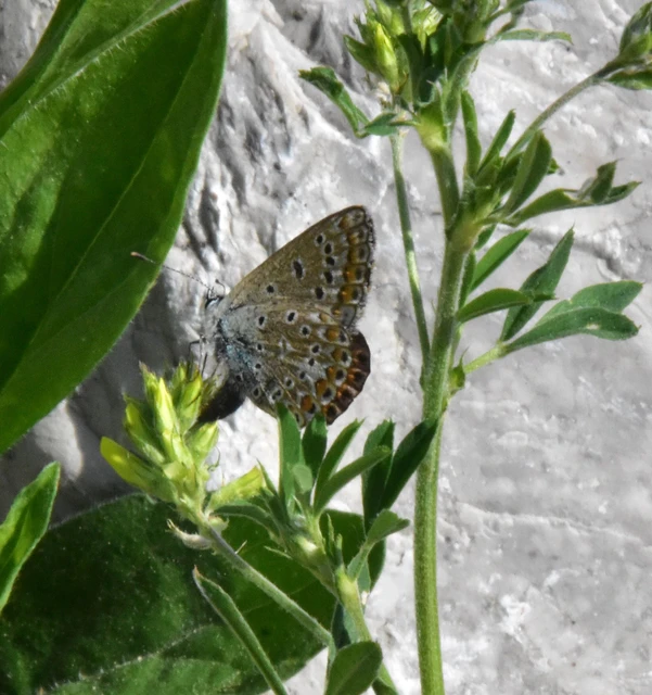 Polyommatus icarus - közönséges boglárka