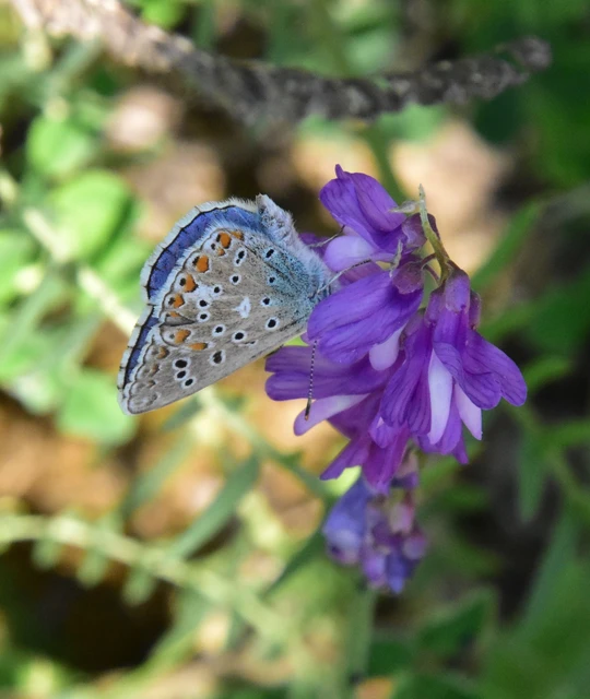 Polyommatus bellargus - égszínű boglárka