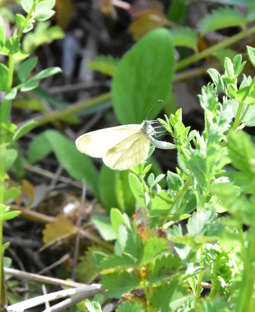 Leptidea sinapis - mustárlepke