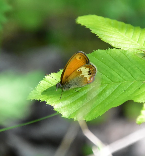 Coenonympha arcania - fehéröves szénalepke