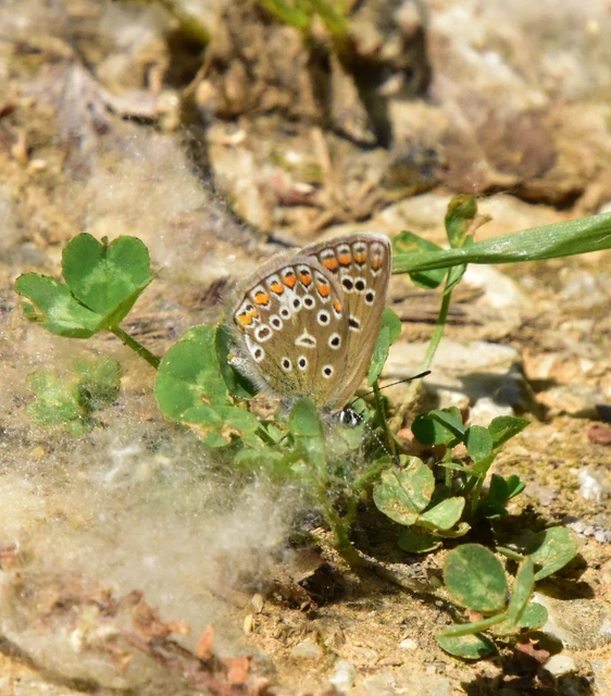 Polyommatus icarus - közönséges boglárka
