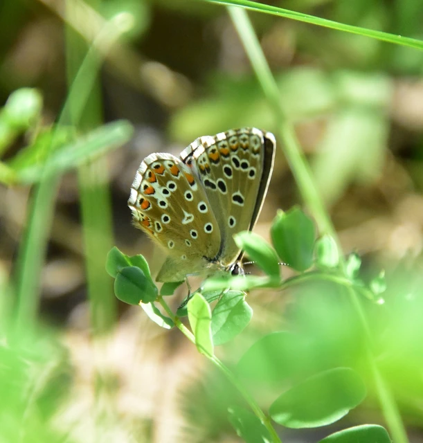 Polyommatus bellargus - égszínű boglárka