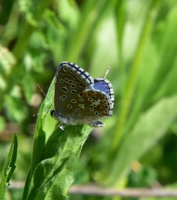 Polyommatus bellargus - égszínű boglárka