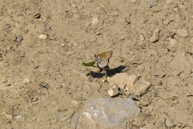 Melitaea cinxia - réti tarkalepke