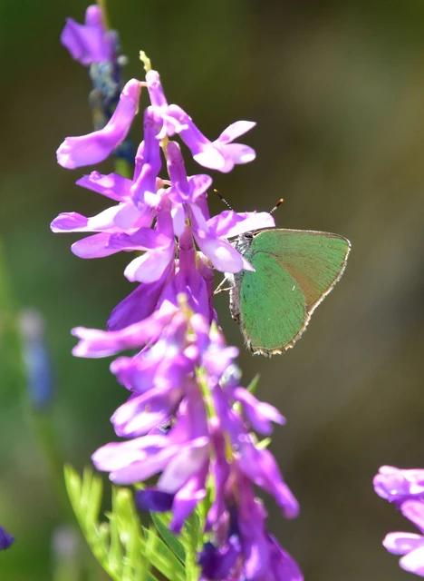 Callophrys rubi - zöldfonákú lepke