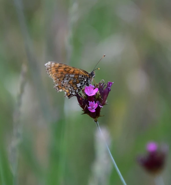 Melitaea trivia - kis tarkalepke