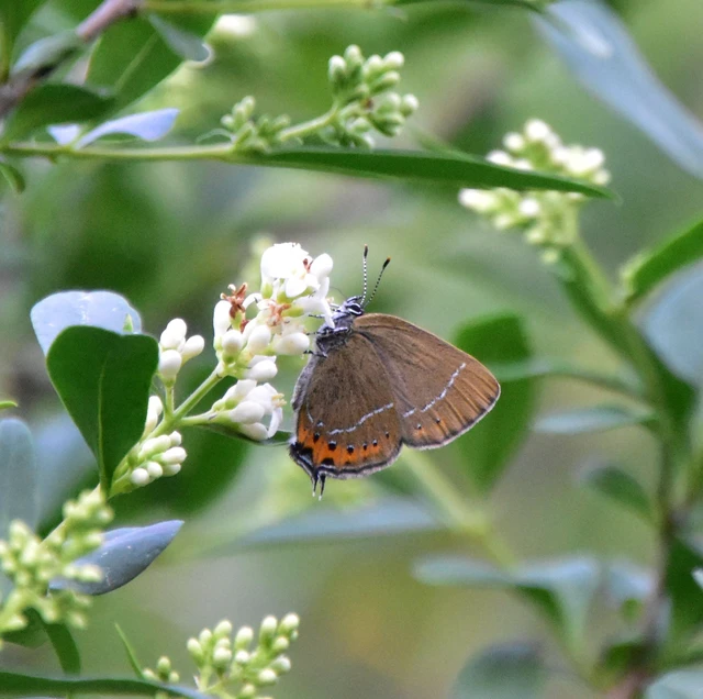 Satyrium pruni - szilvafa-csücsköslepke