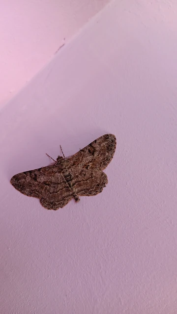 Peribatodes rhomboidaria - ékköves faaraszoló