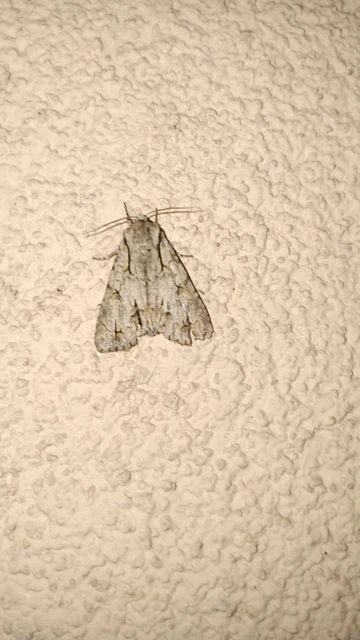 Acronicta cuspis/tridens/psi
