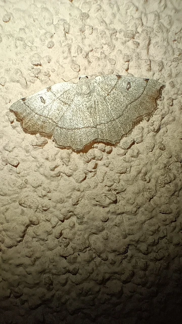 Eilicrinia trinotata - háromjegyű araszoló