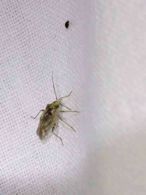 Lygus rugulipennis - molyhos mezeipoloska