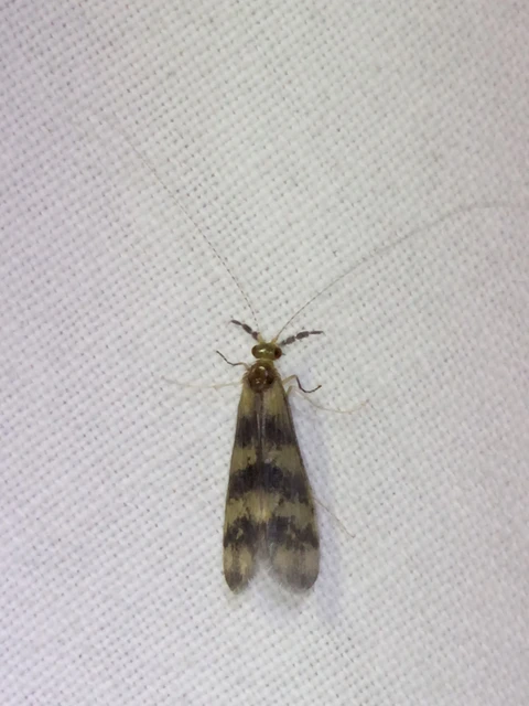 Trichoptera - Tegzesek