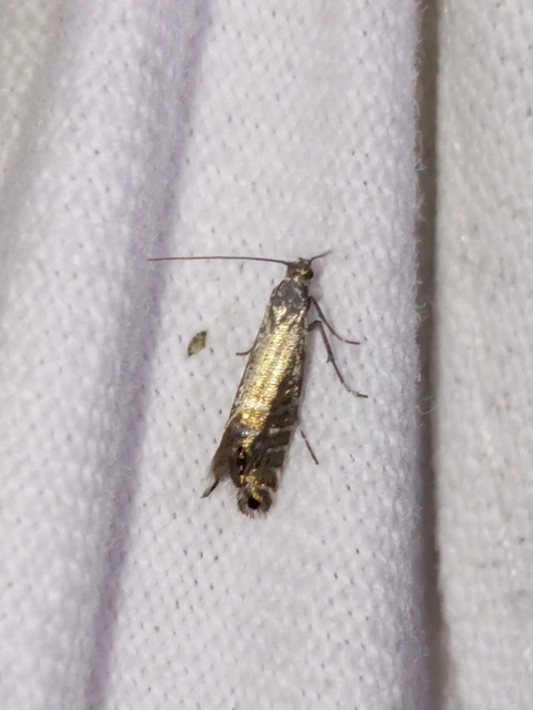 Glyphipterix thrasonella - szittyófúró szakállasmoly