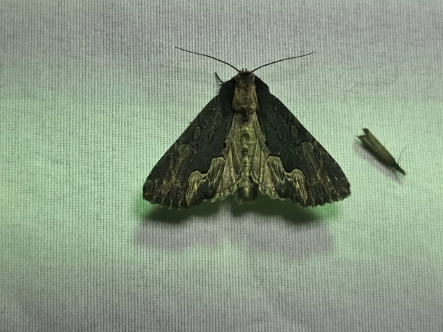 Dypterygia scabriuscula - szurokbarna nyáribagoly
