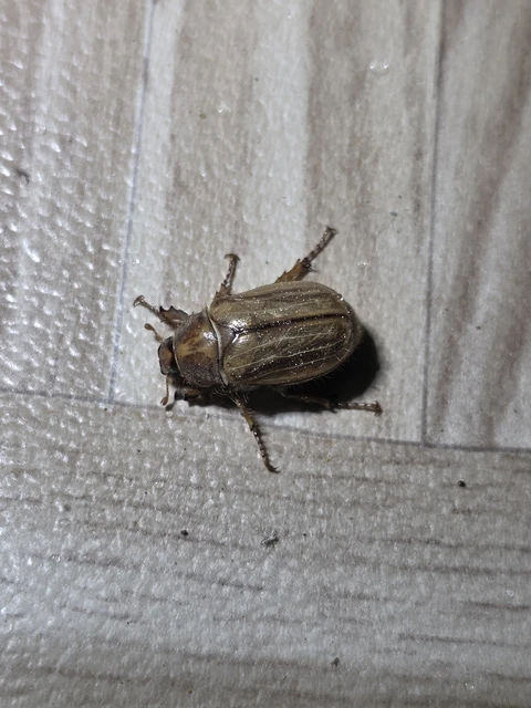 Amphimallon solstitiale - bordás sárgacserebogár