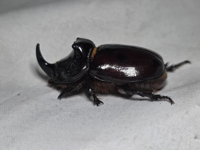 Oryctes nasicornis - orrszarvú bogár