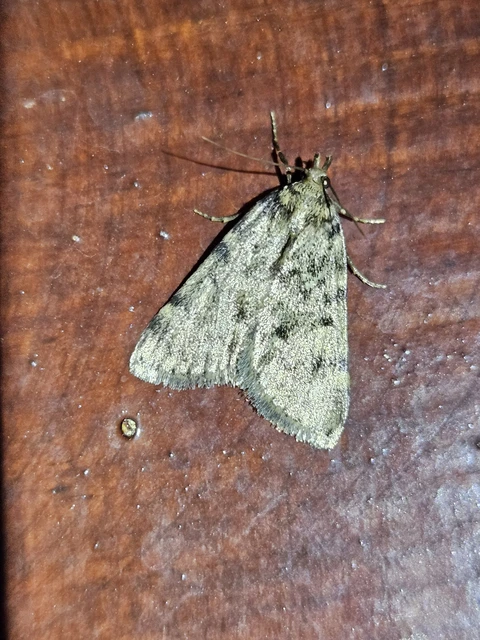 Aglossa pinguinalis - zsiradékmoly