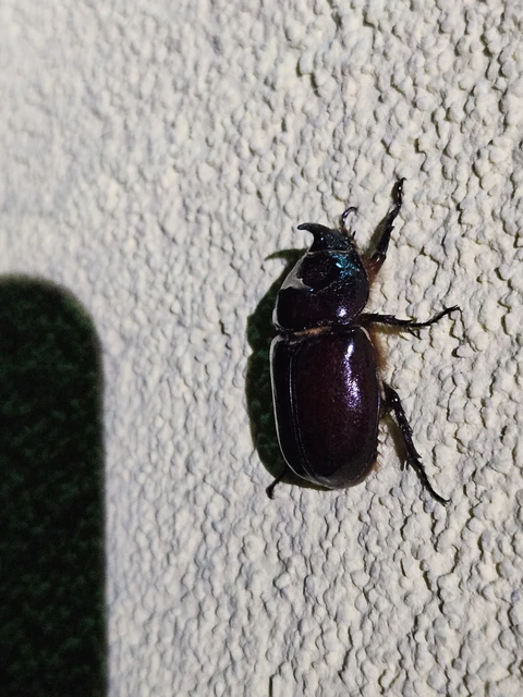 Oryctes nasicornis - orrszarvú bogár