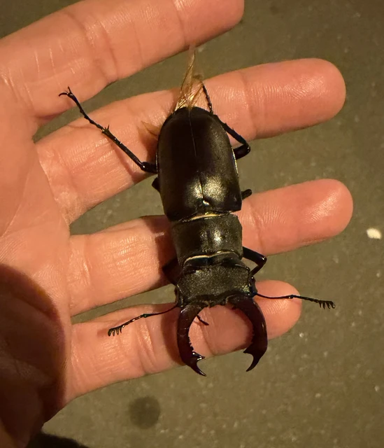 Lucanus cervus - nagy szarvasbogár