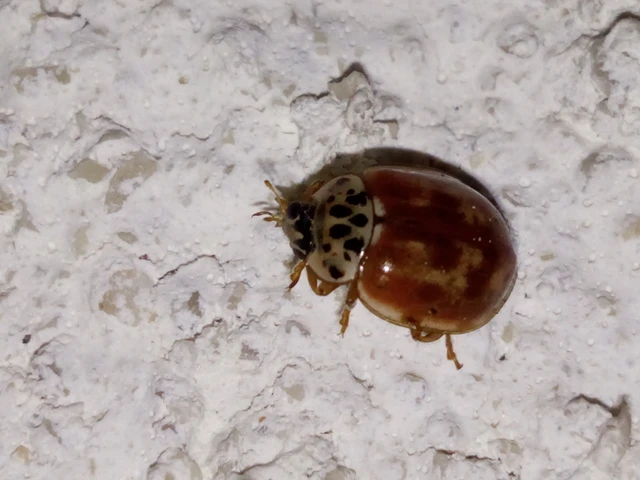 Harmonia quadripunctata - négypettyes katica