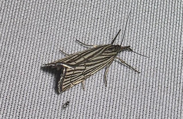 Chrysocramboides craterella - rácsos fűgyökérmoly