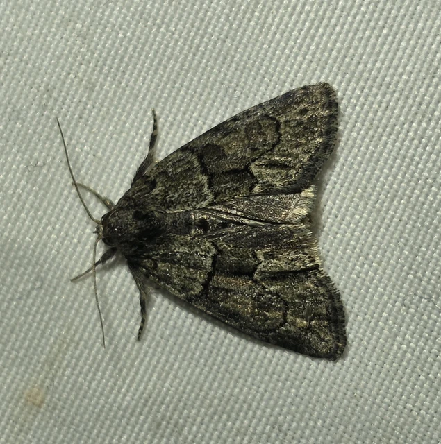 Cryphia fraudatricula - homoki zuzmóbagoly