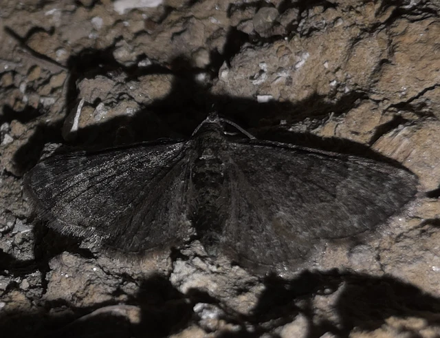 Pasiphila chloerata - hamvas törpearaszoló