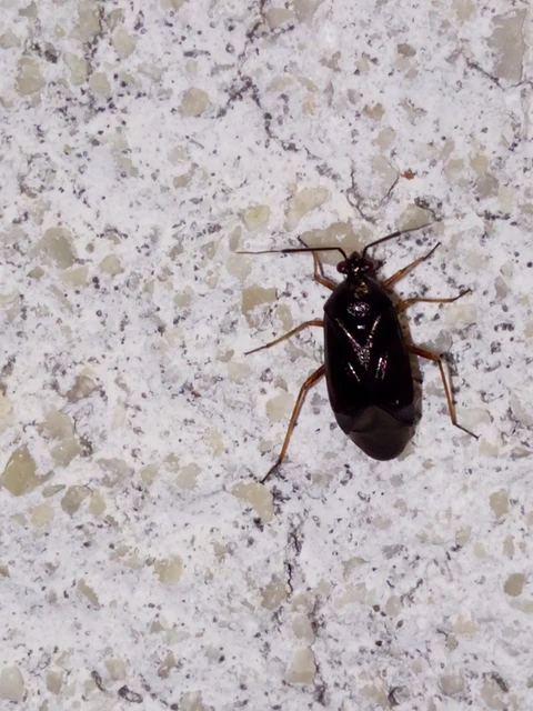 Deraeocoris
