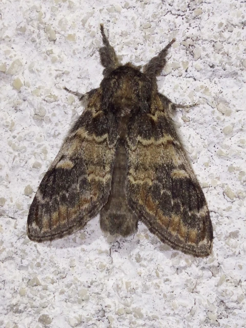 Notodonta tritophus - tarajos púposszövő