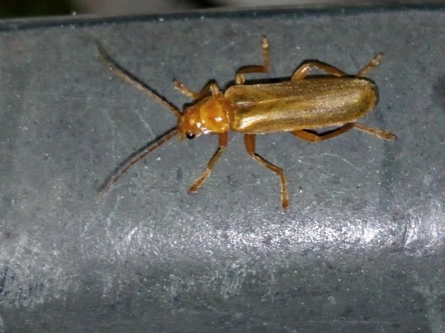 Cantharis rufa - rőt lágybogár
