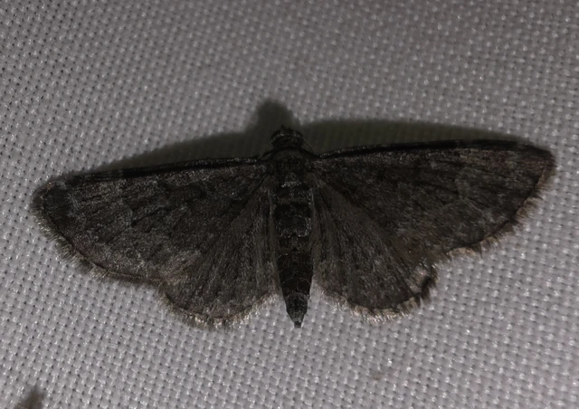Pasiphila chloerata - hamvas törpearaszoló