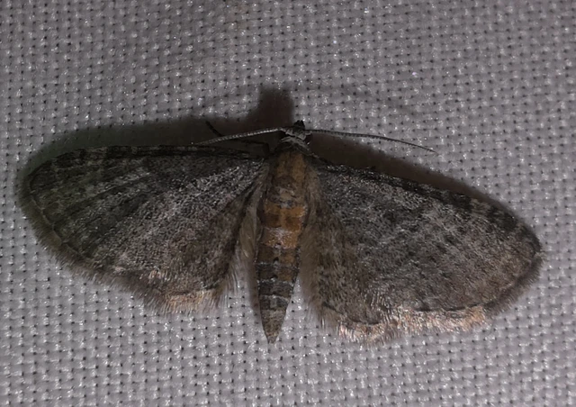 Eupithecia haworthiata - rozsdástestű törpearaszoló